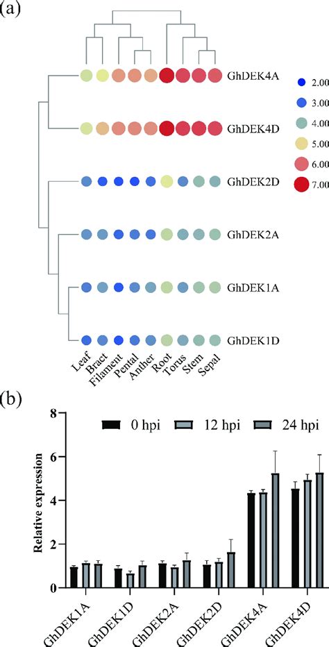 Expression Pattern Analysis Of GhDEK Genes In Tissues And Under Stress