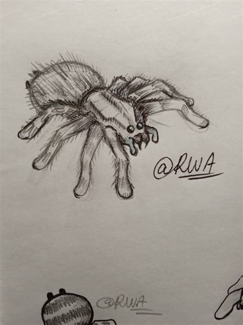 tarantula traditional drawing 1/4 by RWArtist on DeviantArt