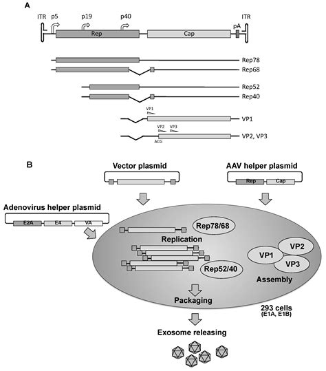 Efficient Aav Vector Production System Towards Gene Therapy For