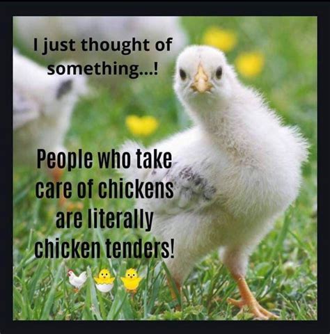 I'm a chicken tender! | Chicken quotes, Chicken lady quotes, Chicken humor