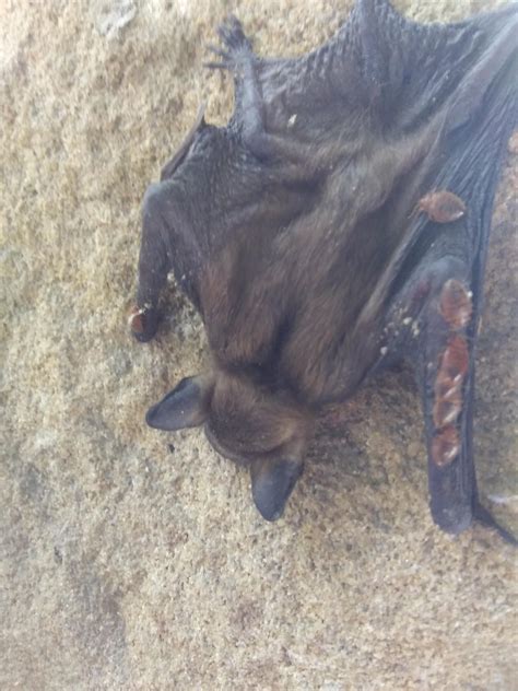 What parasites are on this poor bat? : r/whatsthisbug