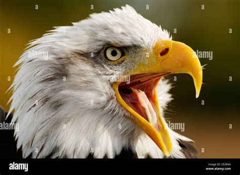 Fierce Looking Beak Hi Res Stock Photography And Images Alamy