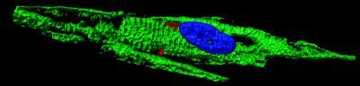 Human Cardiomyocyte Like Cell Image Eurekalert Science News Releases