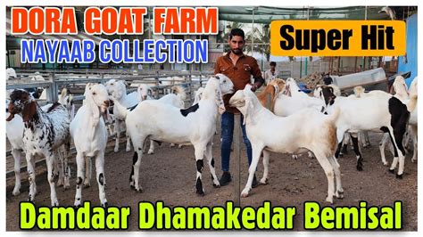 Super Hit Khassi Goat Collection Dora Goat Farm Sojat Goat Farm In