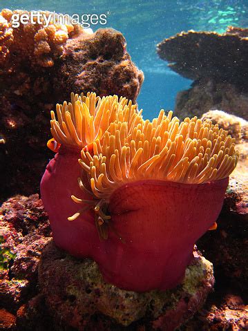 Magnificent Sea Anemone Heteractis Magnifica Ritteri Anemone With