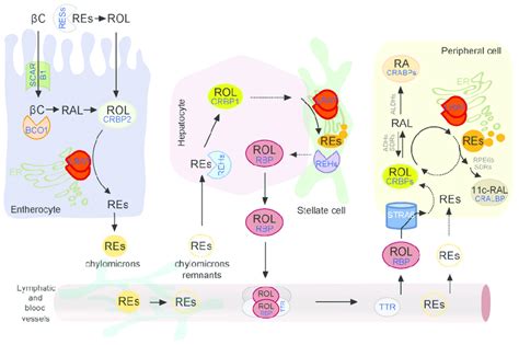 Diagram of the current model of vitamin A absorption, transport, and... | Download Scientific ...