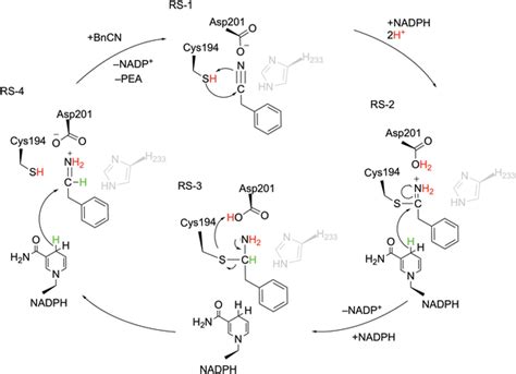 Reaction Scheme For The Four Main Steps Of Enzymatic Reduction Of