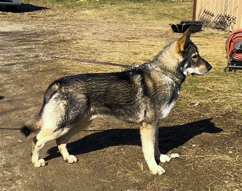 Tri Color Sable German Shepherd