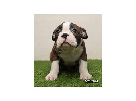 Puppies For Sale Petland Hilliard Ohio