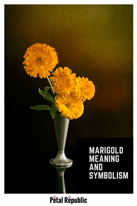 Ultimate Guide to Marigold Meaning and Symbolism | Marigold flower, Flower meanings, Flowers