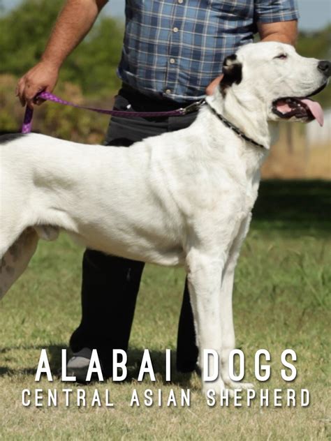 Buy Alabai Dogs The Great Central Asian Shepherds Online At Desertcartindia