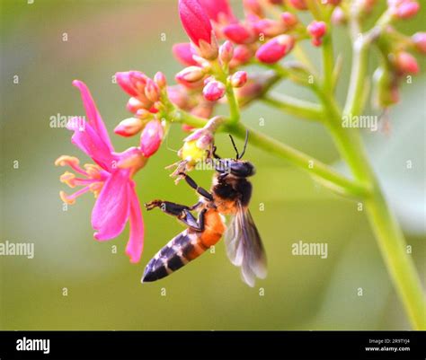 Sariska Tiger Reserve Sultanpur Bird Sanctuary Stock Photo Alamy