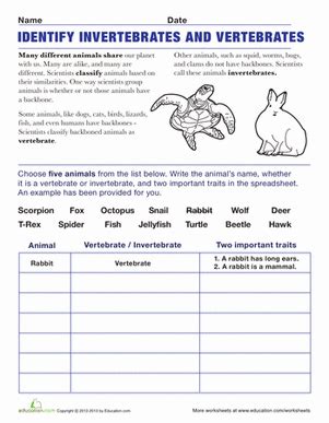 Vertebrates And Invertebrates Worksheet Education