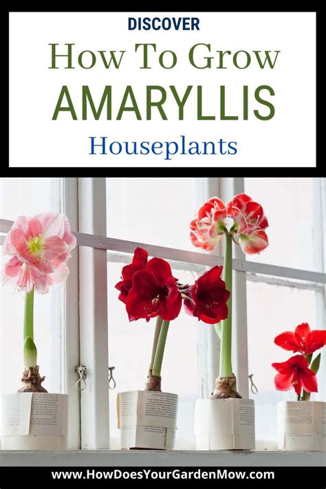 Amaryllis Growth Stages And Care Guide Amaryllis Plant Amaryllis