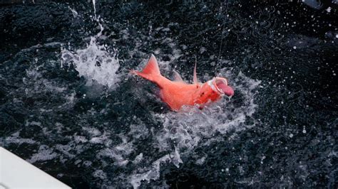 Offshore Fishing For Giant Red Snapper In The Gulf YouTube