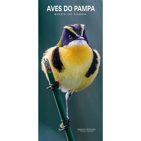 P Ssaros Do Pampa Aves Do Rio Grande Do Sul Aves Do Sul Aves Ga Cha