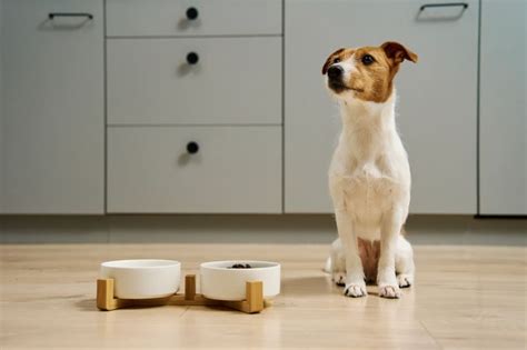 Cane Che Non Mangia Cosa Significa