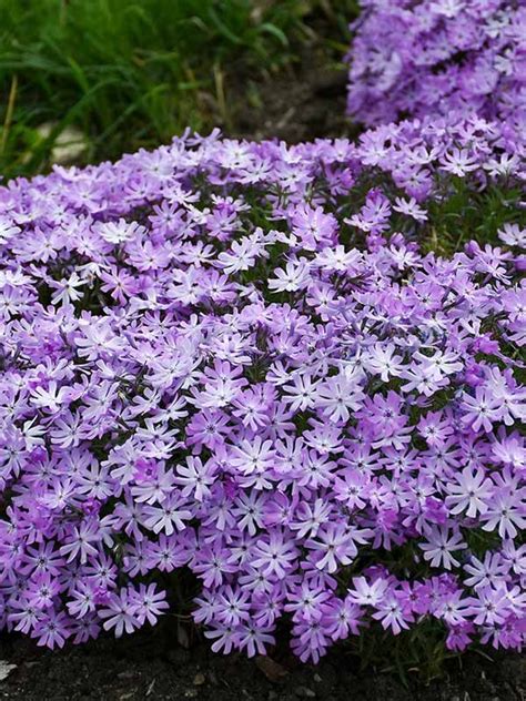 Chrysogonum Pierre | Bluestone Perennials | Perennials, Plants, Phlox plant