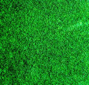 7 Free Grass Repeating Background Patterns for Photoshop