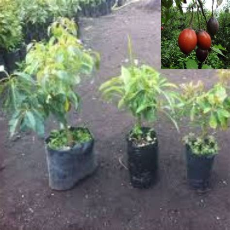 Plantas De Tomate De Árbol Vivero Oro Verde Agroshow