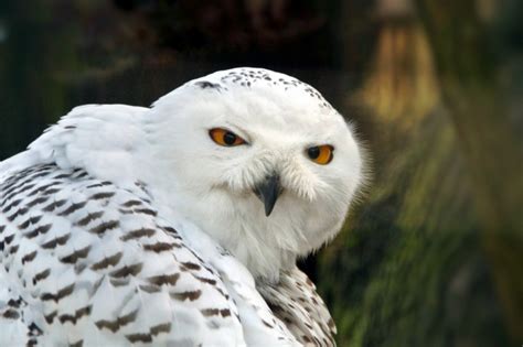 Snowy Owl White Hedwig Free Stock Photo Public Domain Pictures