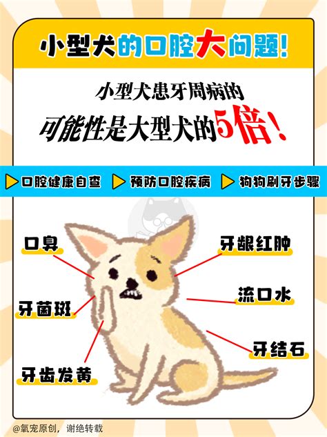 小型犬的口腔大问题狗狗口腔健康自检图鉴 哔哩哔哩