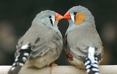 Why Love Matters to a Zebra Finch | Audubon