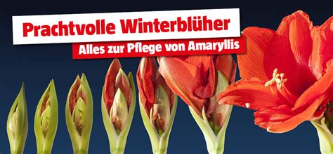 Amaryllis Richtige Pflege BAUHAUS Österreich