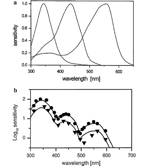 Spectral Sensitivity Of The Honeybee A Spectral Sensitivity Curves Of