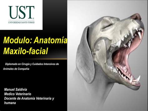 Anatomía maxilofacial Diplomado en Cirugía y Cuidados Intensivos de