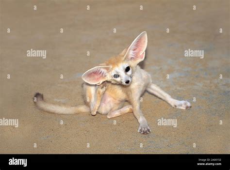 Fennec Fox Vulpes Zerda Scratching Ear With A Rear Foot Tunisia