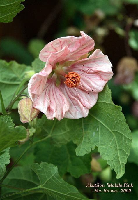 Plantfiles Pictures Abutilon Flowering Maple Mobile Pink Abutilon