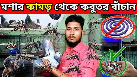 মশার কামড় থেকে কবুতর বাঁচানোর উপায় Youtube