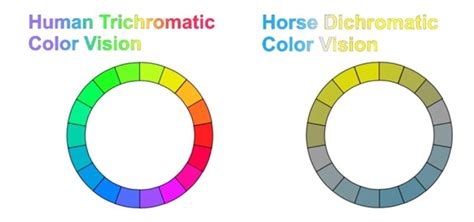 Horse Vision and Its Effects on Horsemanship