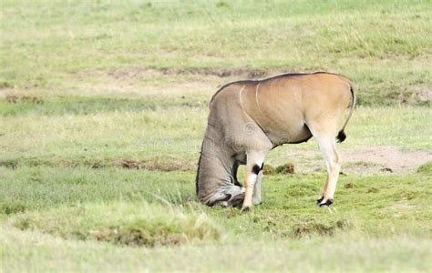 A Beautiful Giant Eland Antelope Hitting The Mud Mound Stock Photo