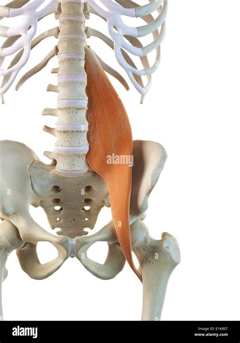 Psoas Muscle Hi Res Stock Photography And Images Alamy