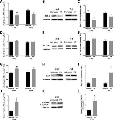 Changes In Retinal Expression Of BCL 2 BCL XL BAX And Caspase 3