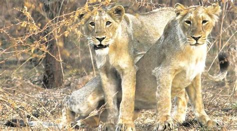 Gujarat: No new protected habitat for increasing lion population, says ...