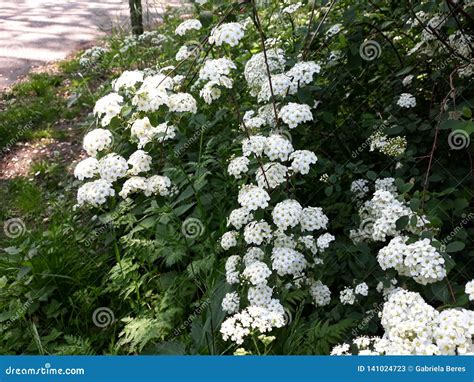 Bridal Veil Spirea Bridal Wreath Flowers Stock Image Image Of