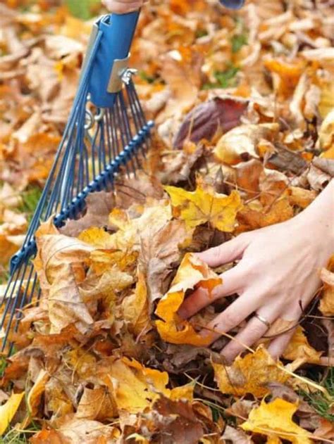 Raking Leaves Ways To Repurpose Them Native Backyards