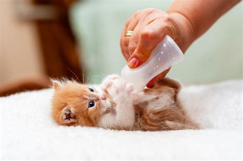 4 Week Old Kitten Care Guide