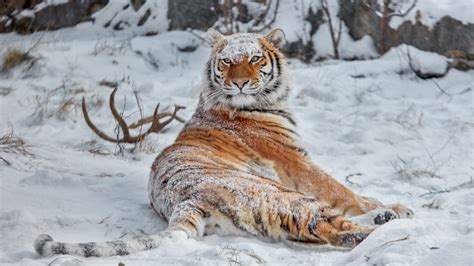 Wallpaper Siberian Tiger Snow Covered Animals Big Cats 1920x1080