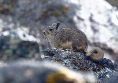 Mountain Viscacha | CRITTERFACTS