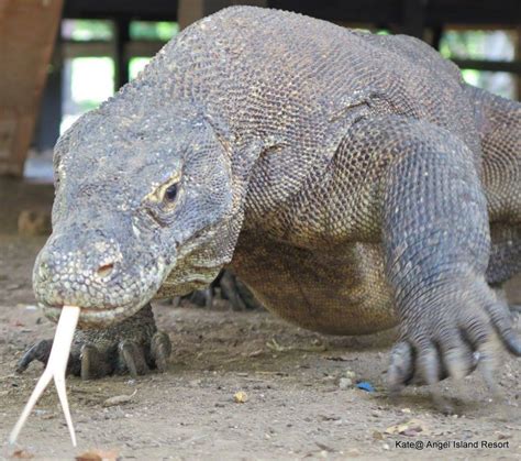 Komodo National Park – Angel Island Komodo