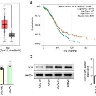 Interference With SiX4 Inhibits Proliferation Of SKoV3 Cells A