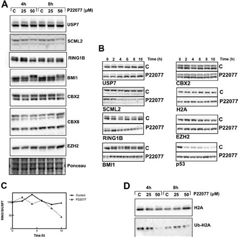 Effect Of Usp Inhibition On Prc Levels And Stability A Western