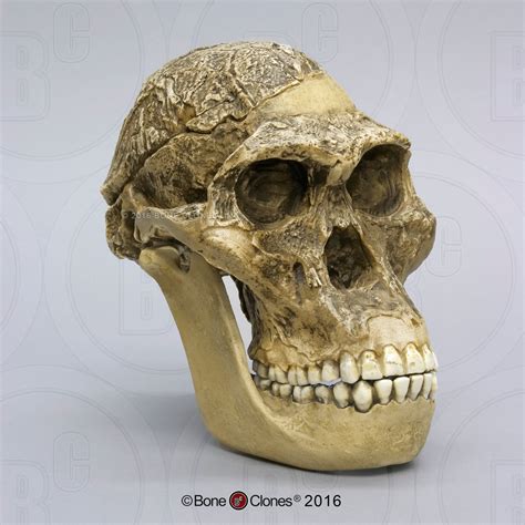 Australopithecus Afarensis Skull Labeled