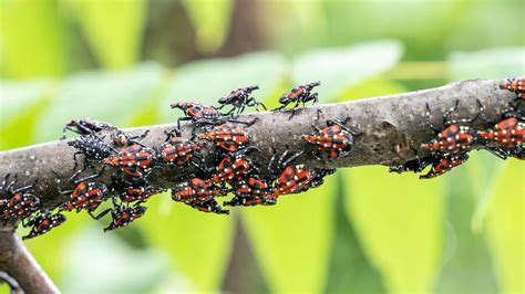 Ways To Get Rid Of Spotted Lanternflies Tom S Guide