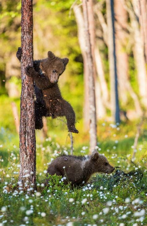 Brown Bear Cubs Playing In The Forest Stock Photo Image Of House