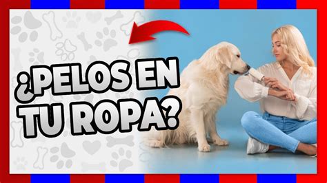 Como Quitar Los Pelos De Perro De La Ropa M Todos Adicional